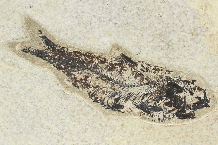 Fossil Fish (Knightia) - Green River Formation #126144